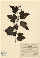 藏品(漢氏山葡萄)的圖片